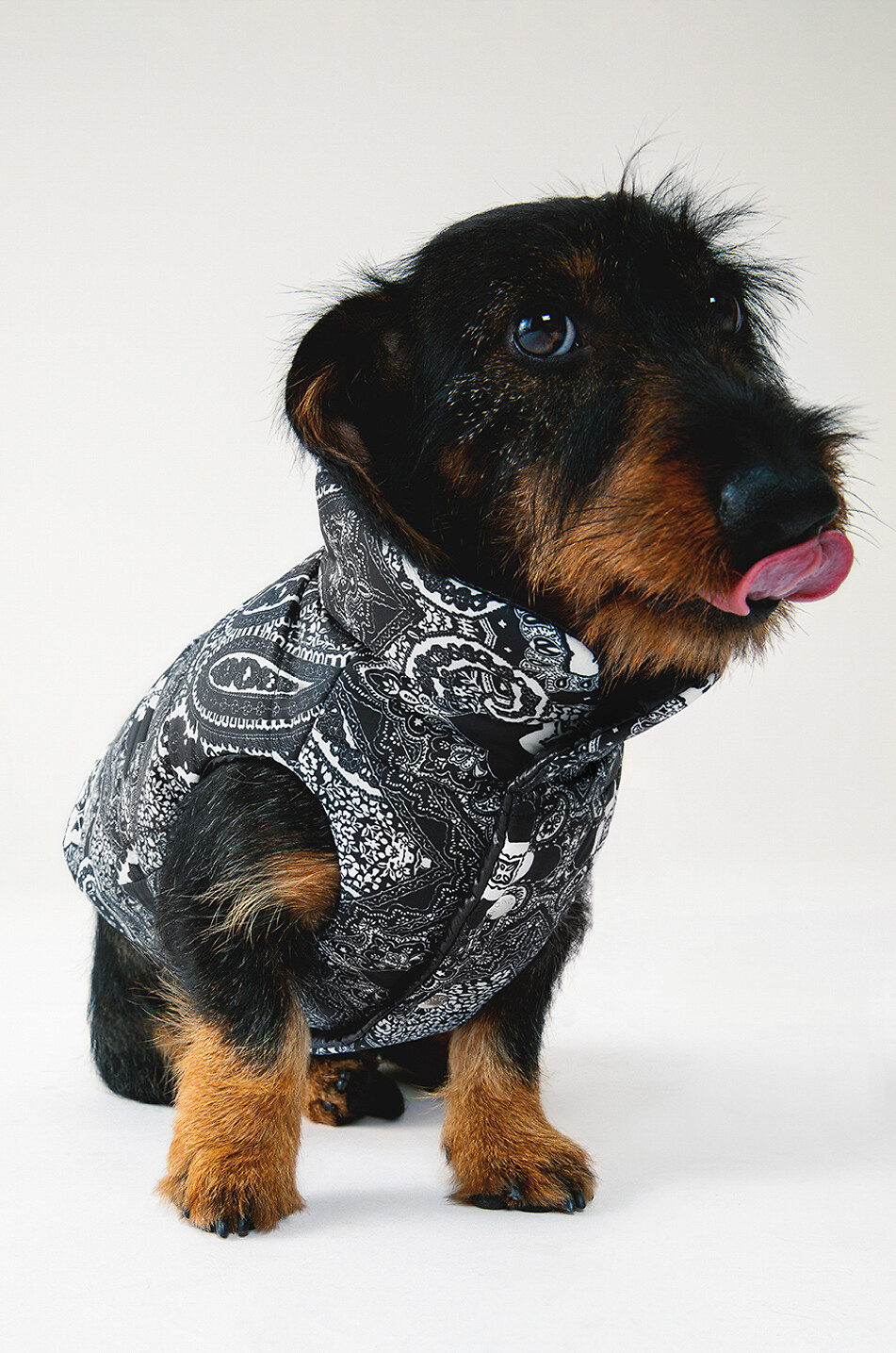 MONCLER Bandana printed dog vest Home BLACK 2