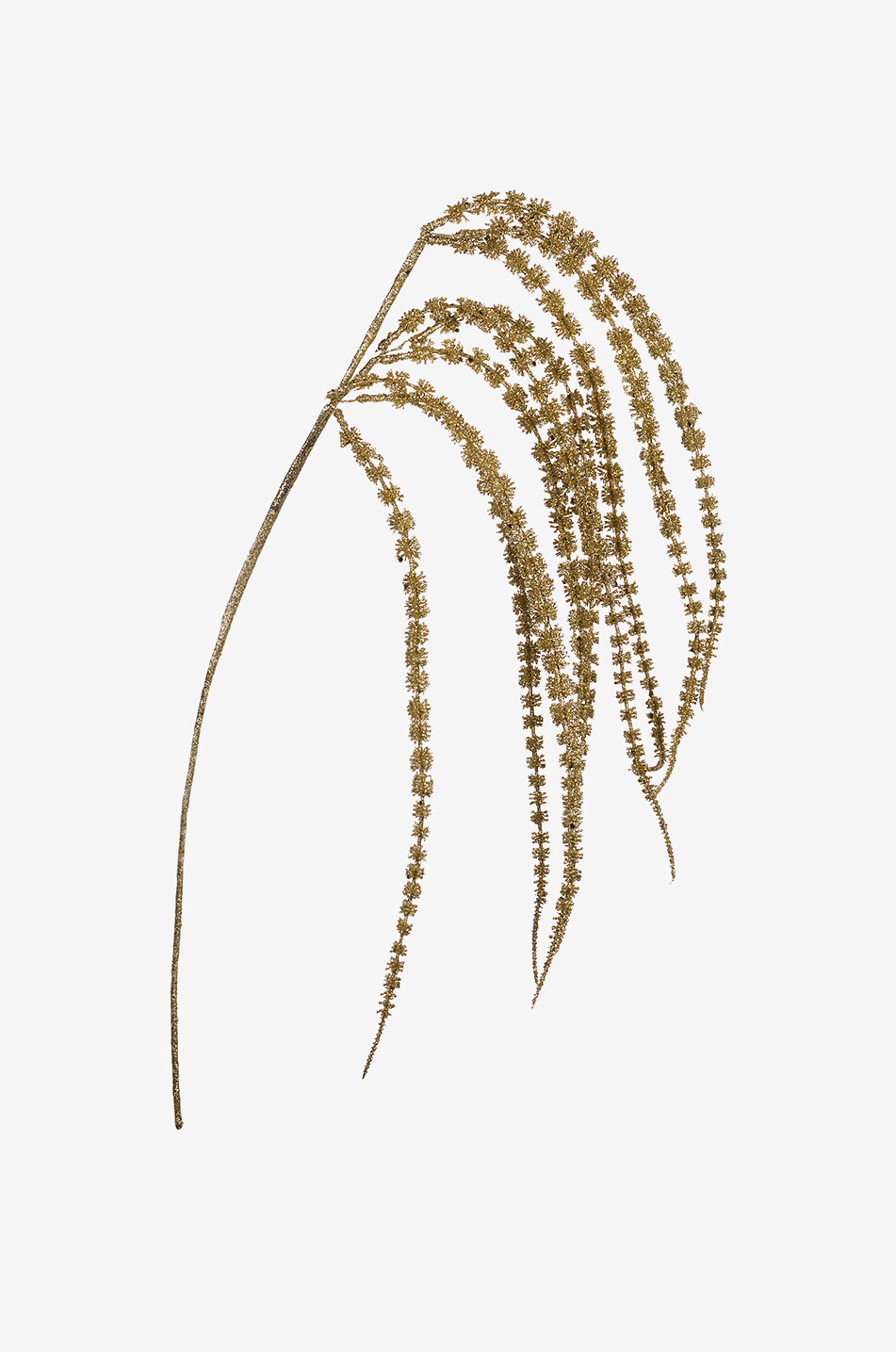 Goldener Amaranthus