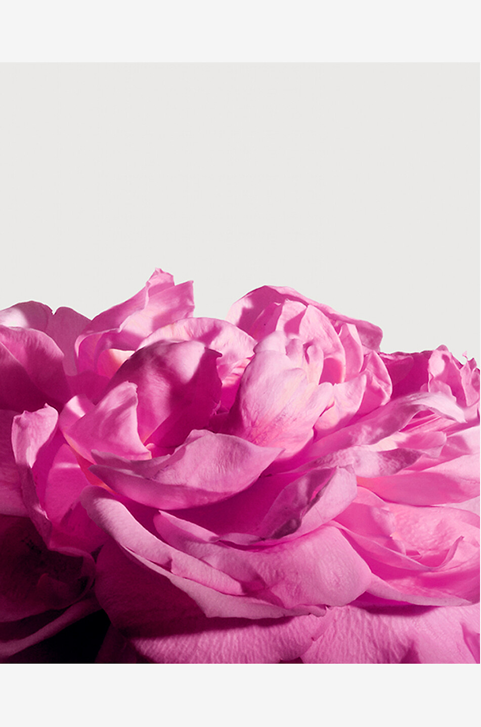 MATIERE PREMIERE Extrait de parfum Radical Rose - 50 ml Unisexe Incolore 4