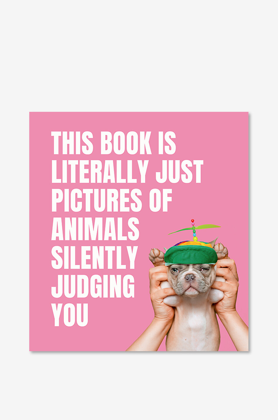 Livre illustré Pictures Of Animals Silently Judging You