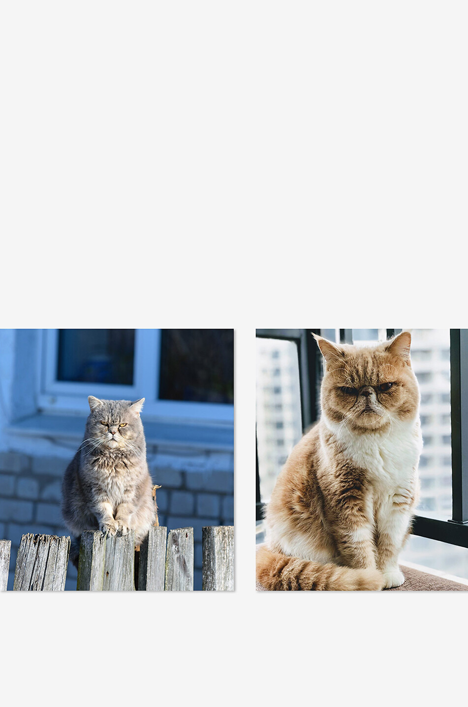 NEW MAGS Pictures Of Cute Cats Plotting to Kill You coffee table book Home PURPLE 2