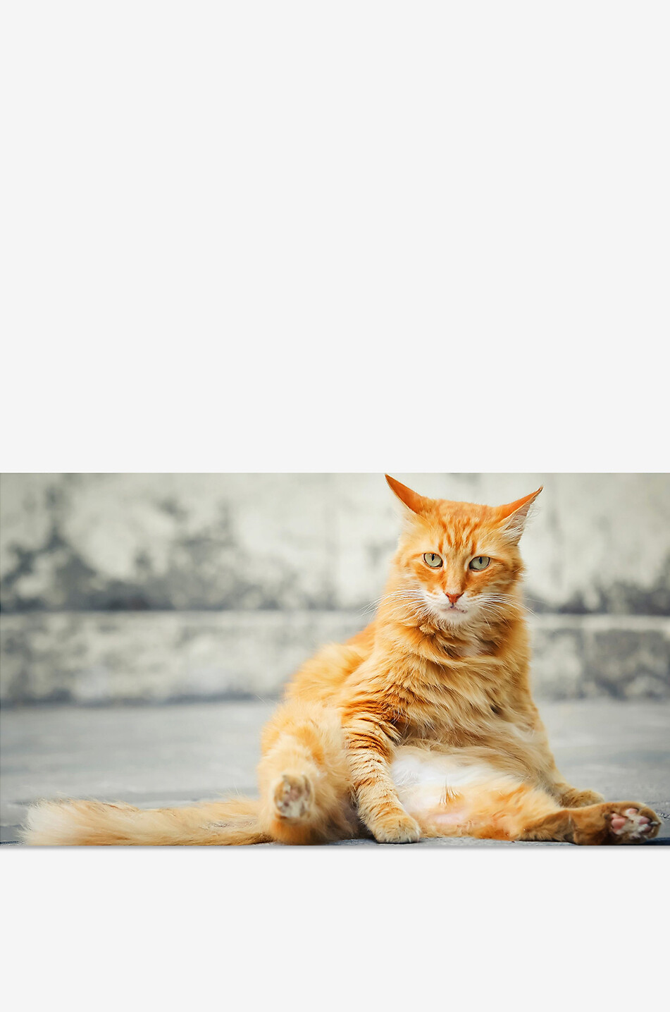NEW MAGS Pictures Of Cute Cats Plotting to Kill You coffee table book Home PURPLE 3