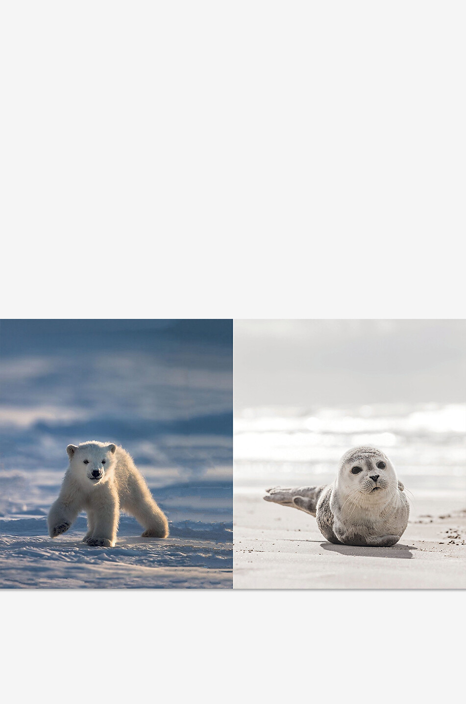 NEW MAGS Pictures Of Tiny Animals That Will Make You Smile coffee table book Home YELLOW 2