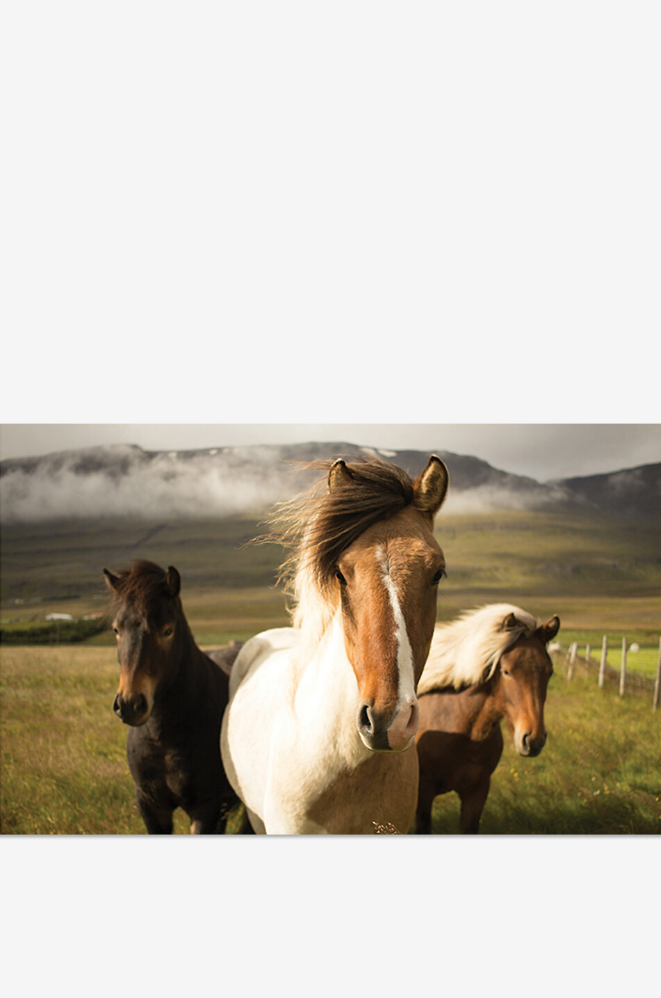 NEW MAGS Pictures Of Tiny Animals That Will Make You Smile coffee table book Home YELLOW 3