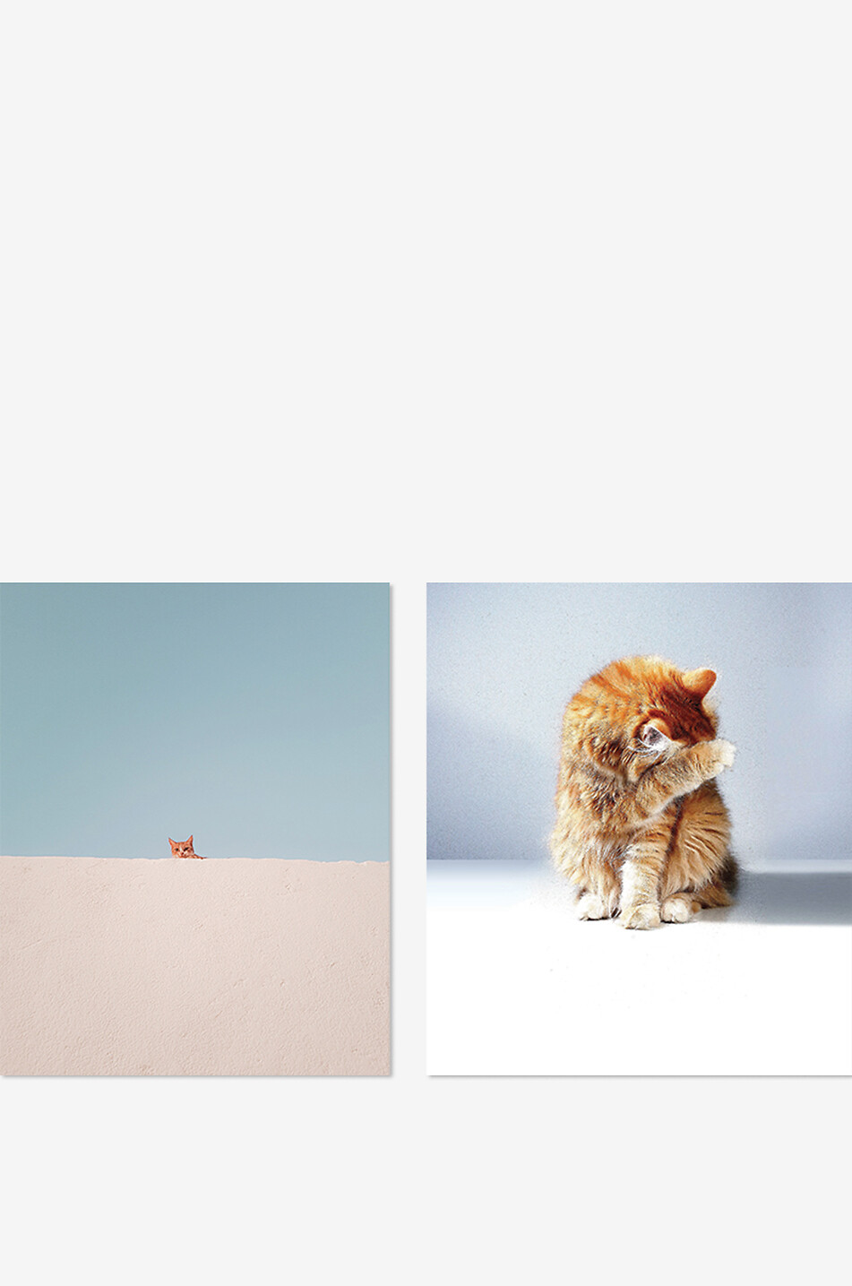 NEW MAGS Livre illustré Pictures Of Animals Silently Judging You Maison ROSE 2