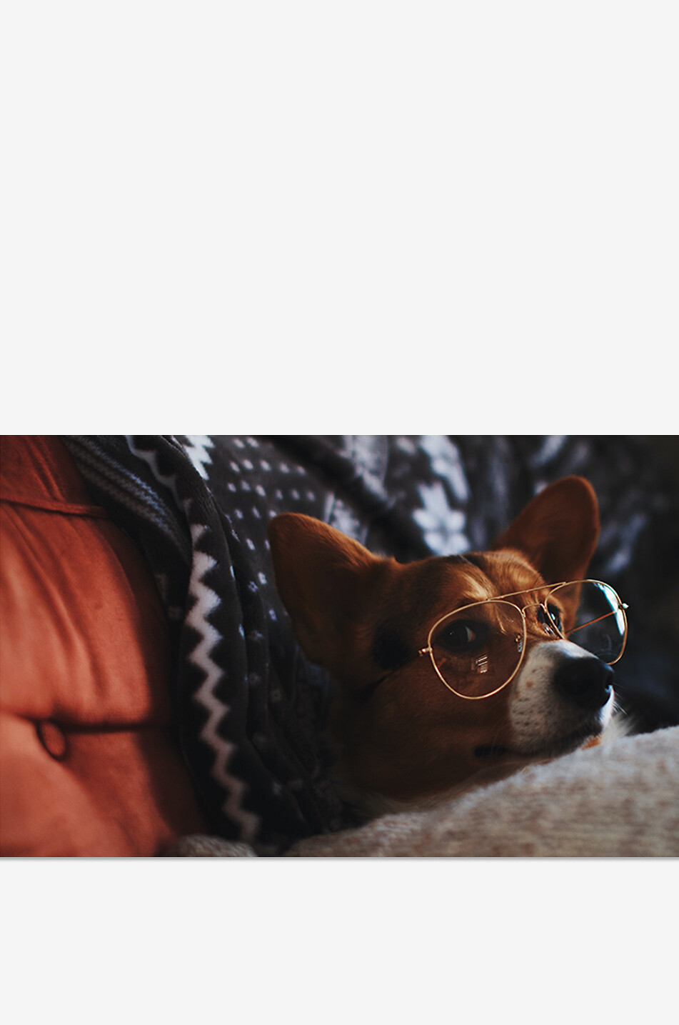 NEW MAGS Livre illustré Pictures Of Animals Silently Judging You Maison ROSE 3