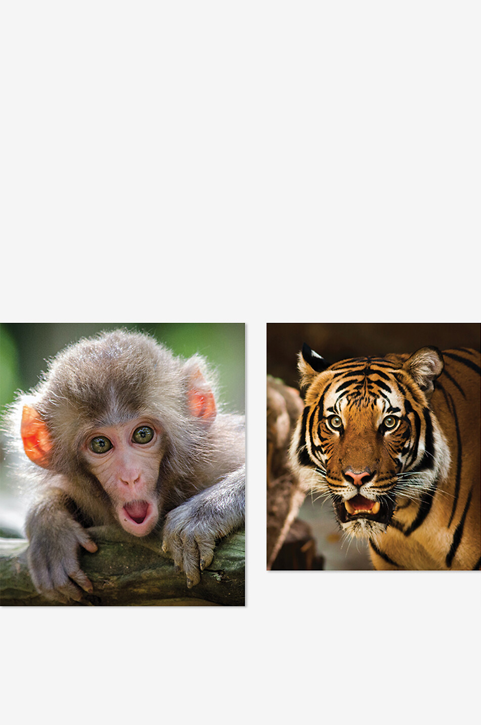 NEW MAGS Livre illustré Pictures Of Animals Silently Judging You Maison ROSE 4