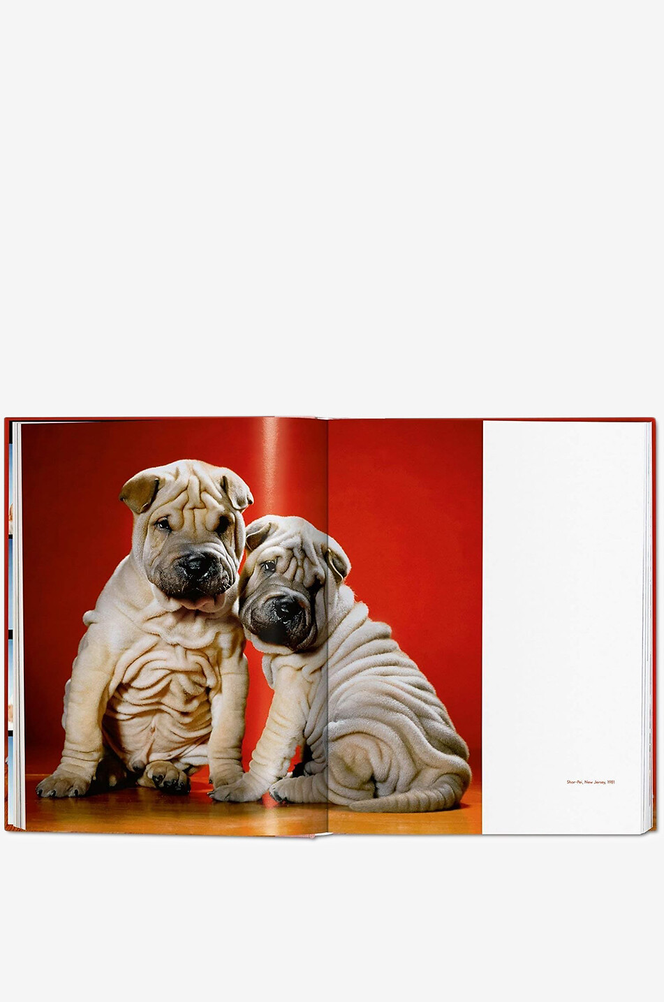NEW MAGS Walter Chandoha - Dogs - Photographs 1941-1991 coffee table book Home RED 2