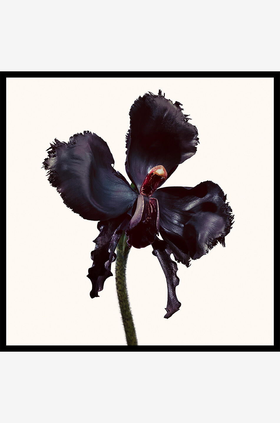 TOM FORD Black Orchid Reserve eau de parfum - 50 ml Unisex Colourless 3