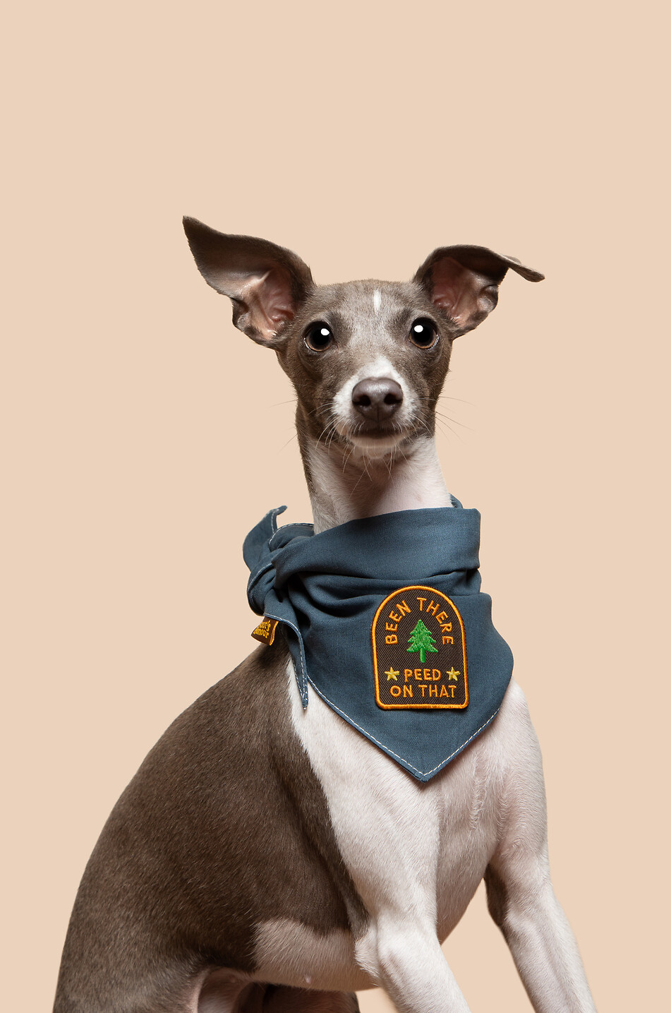 SCOUT'S HONOUR Thermoklebbares Abzeichen für Hunde Been There Peed On That Haus BUNT 2