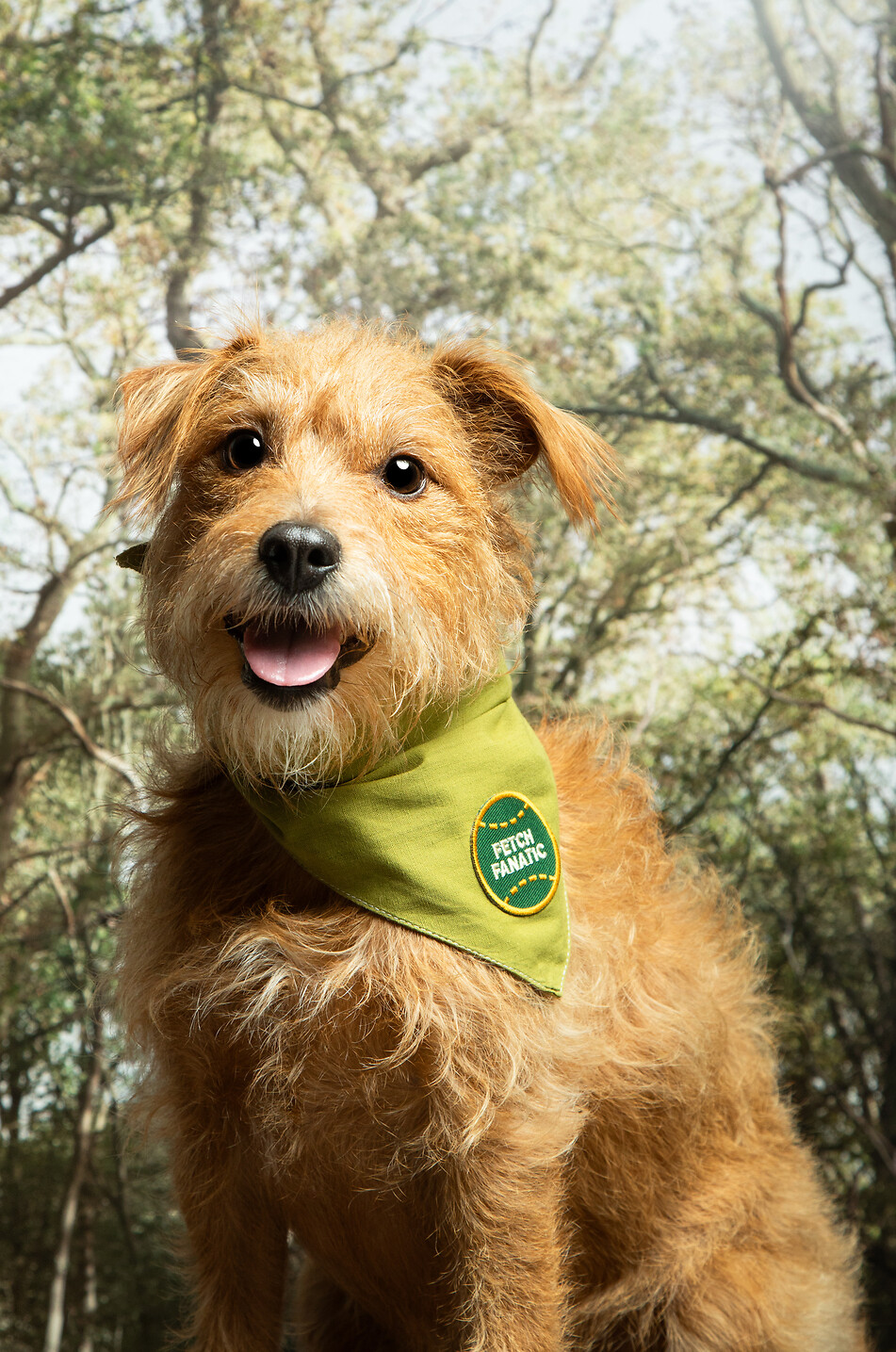 SCOUT'S HONOUR Thermoklebbarer Aufnäher für Hunde Fetch Fanatic Haus BUNT 2