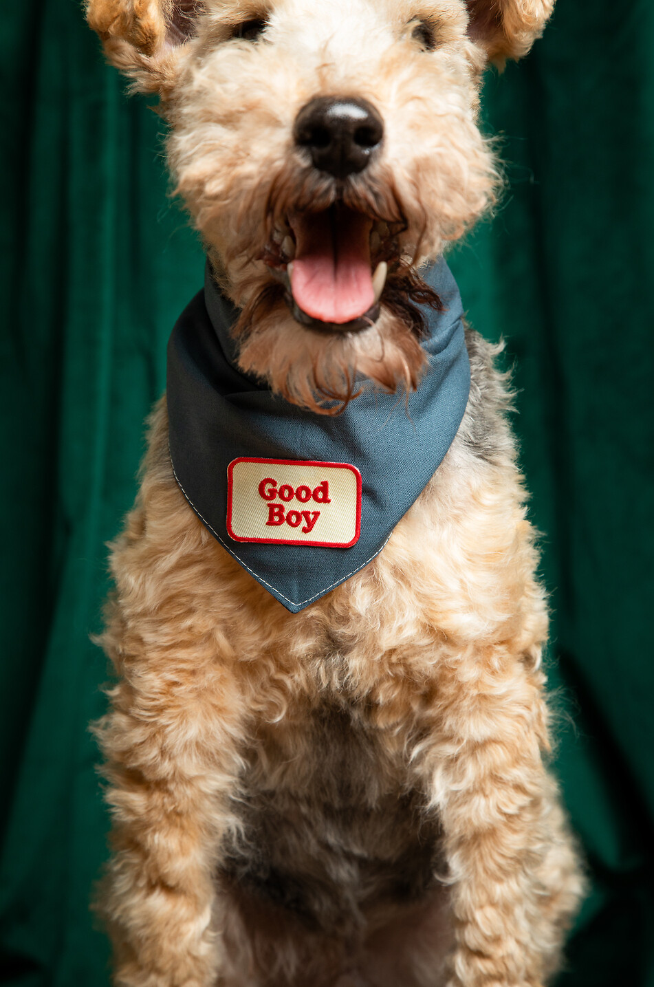 SCOUT'S HONOUR Rectangular iron-on dog patch Good Boy Home MULTI COLOURED 2