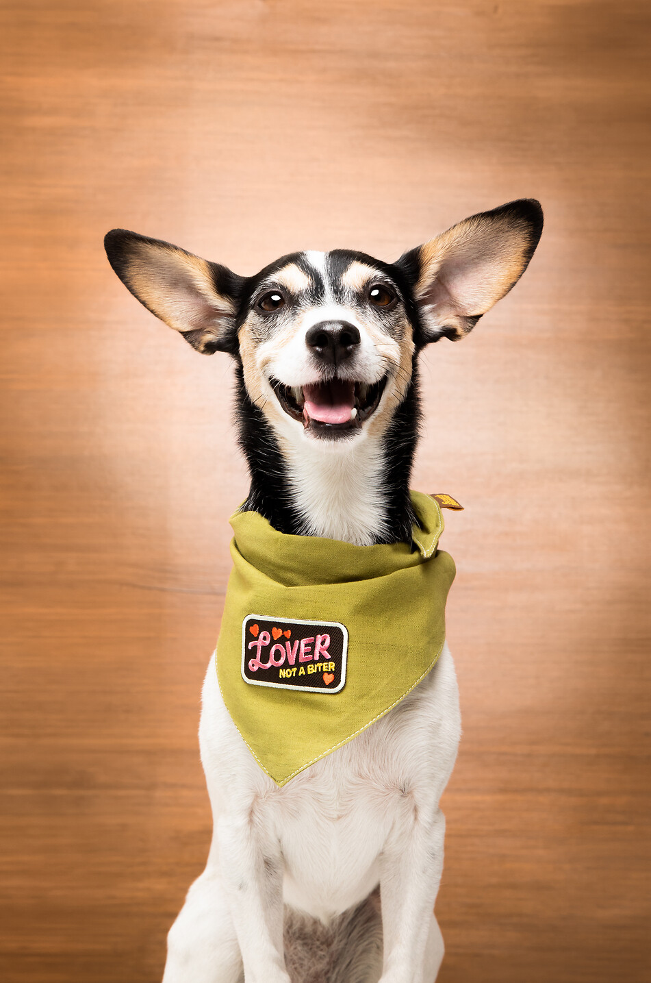 SCOUT'S HONOUR Dog Lover thermoadhesive rectangular patch Home MULTI COLOURED 2