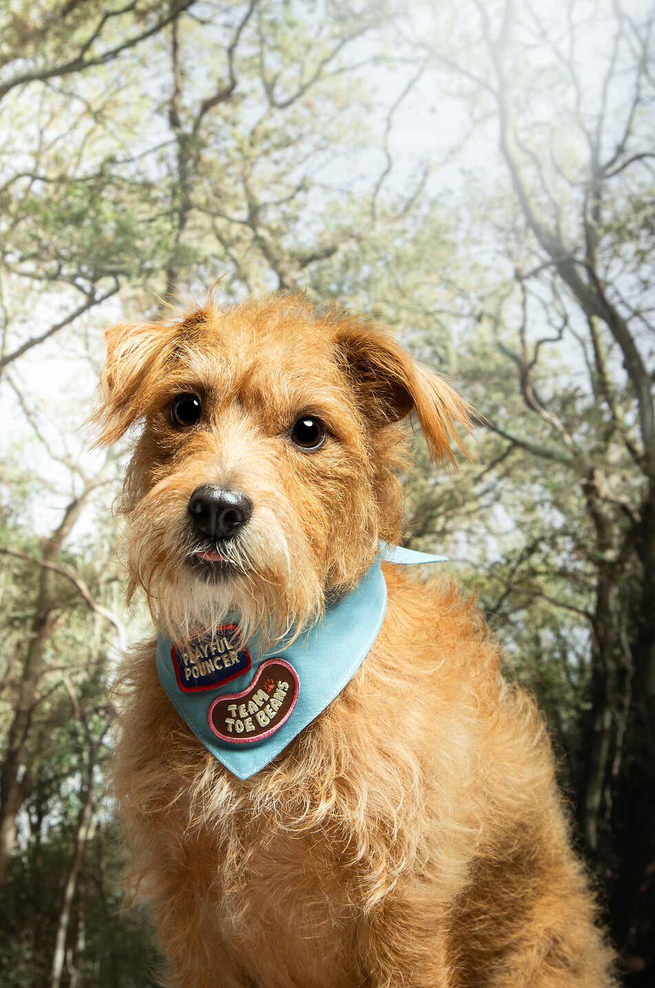 SCOUT'S HONOUR Thermoklebendes Patch Sock Thief für Hunde Haus BUNT 2