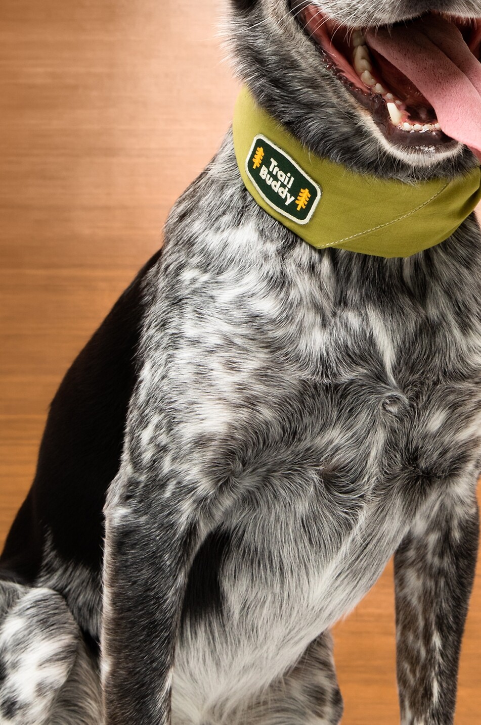 SCOUT'S HONOUR Thermoklebender Hundepatch Trail Buddy Haus BUNT 2