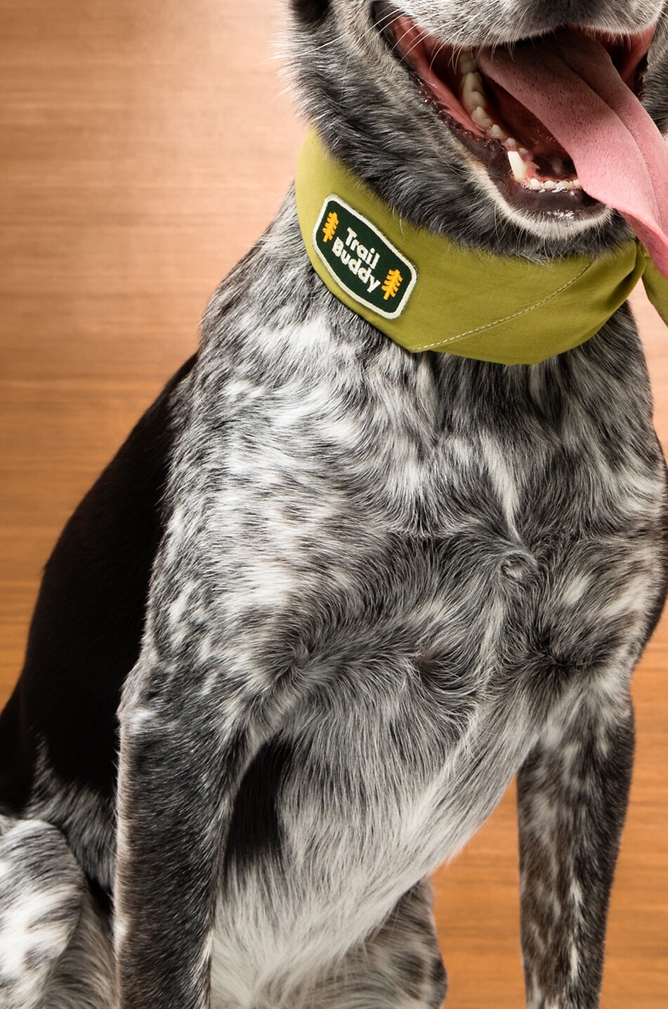 SCOUT'S HONOUR Hundehalstuch aus Premiumstoff 30 cm Haus GRÜN 2