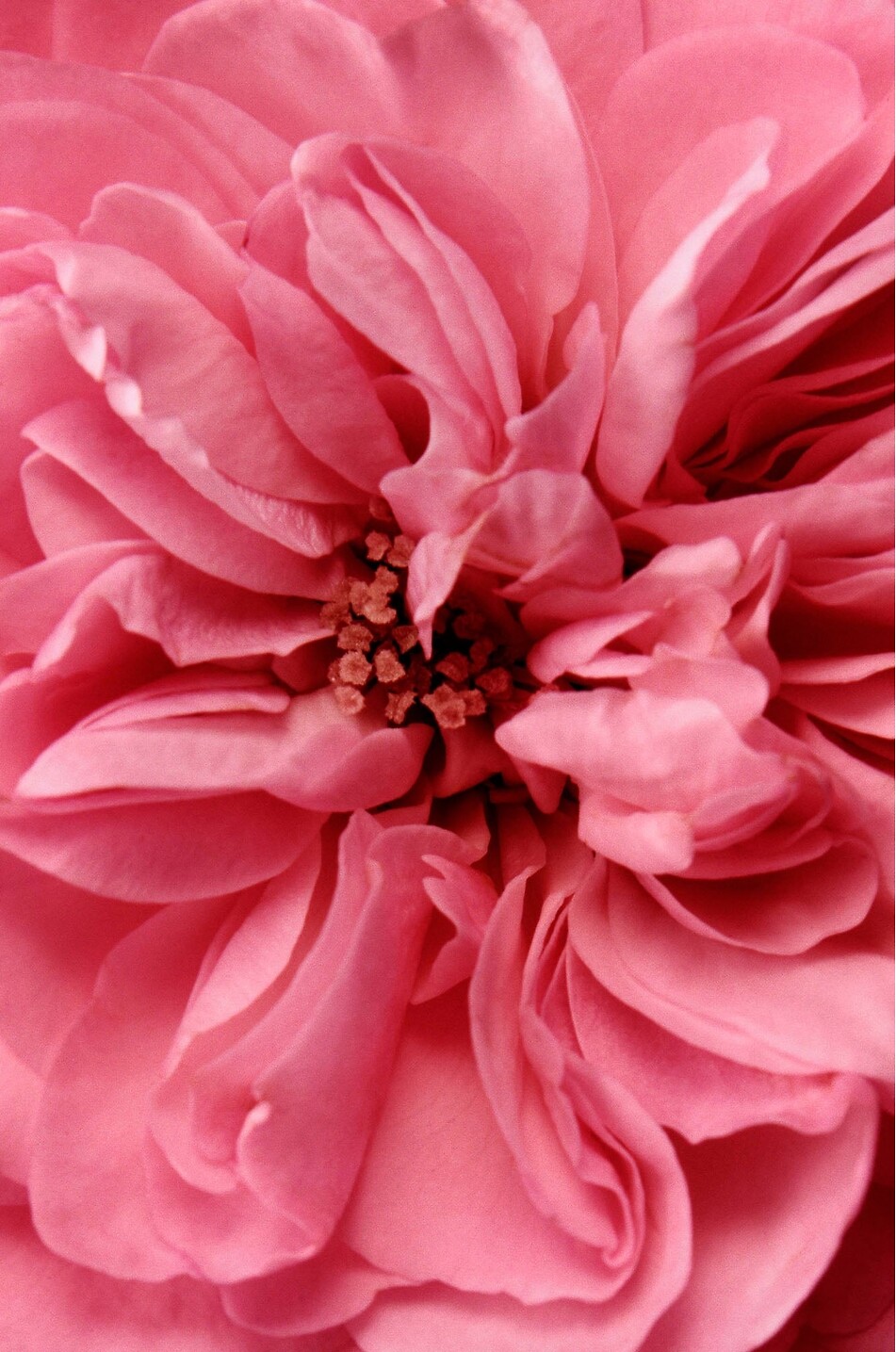 CHANTECAILLE Botanical Rose Makeup Remover Women Colourless 3