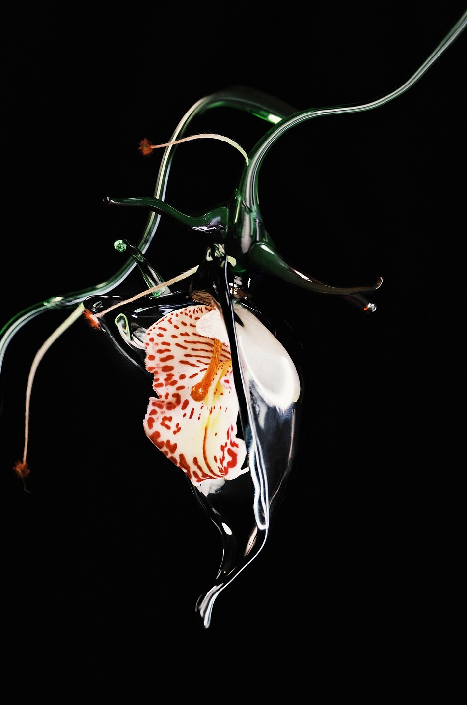 BYREDO Absolu de Parfum Gypsy Water - 50ml Unisex Farblos 4