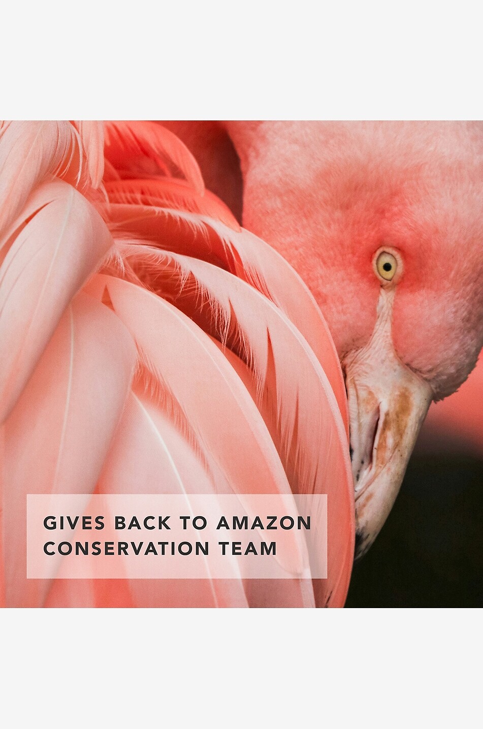 CHANTECAILLE Flamingo Lip Chic - Camu Camu - lipstick Women Colourless 4