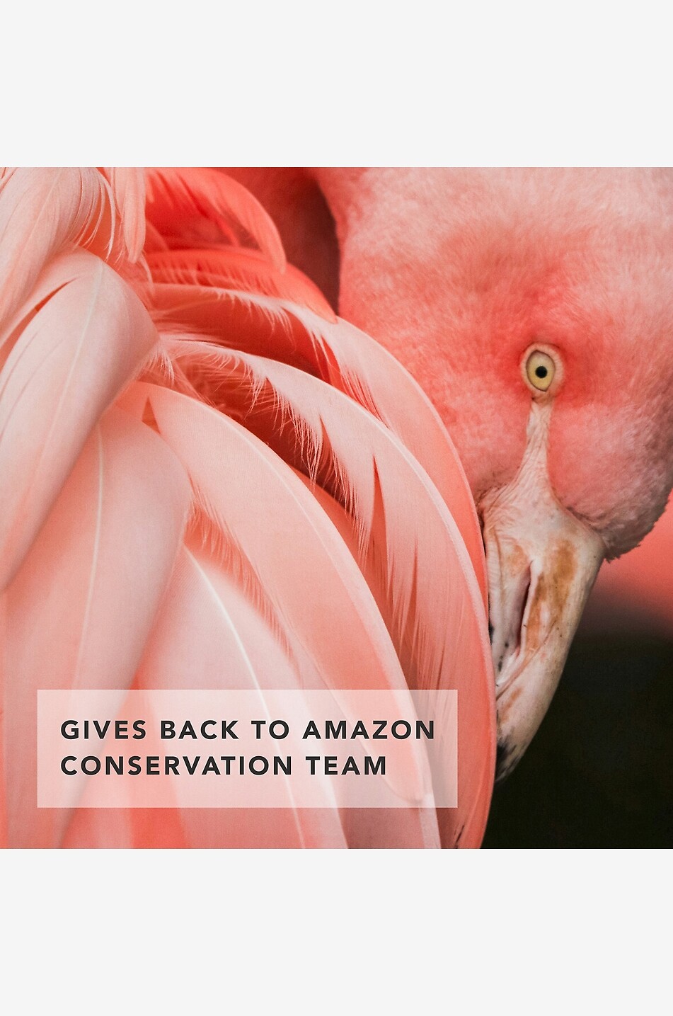 CHANTECAILLE Flamingo Lip Chic - Jacaranda - lipstick Women Colourless 4