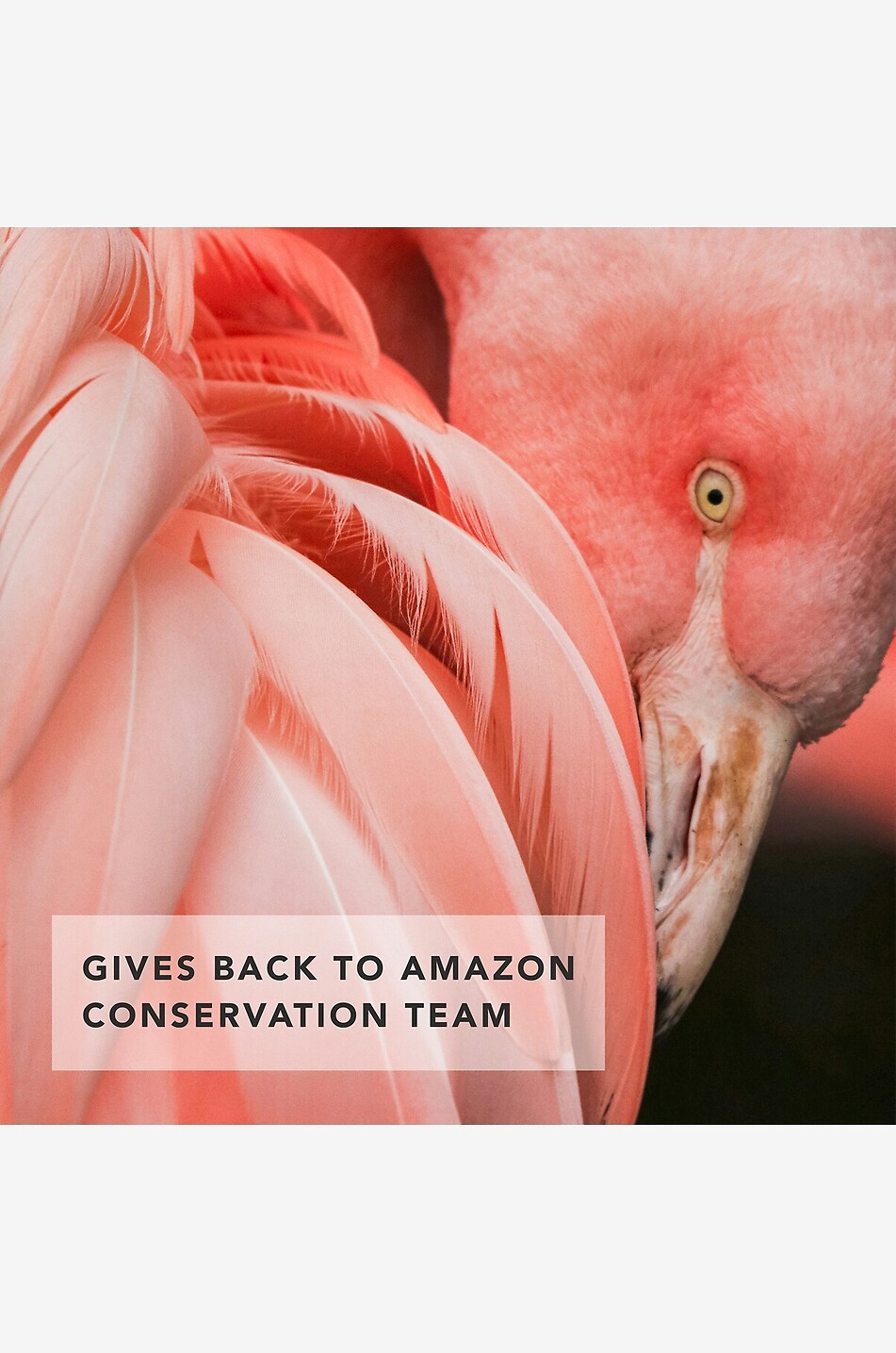 CHANTECAILLE Flamingo Lip Chic - Stella - lipstick Women Colourless 4