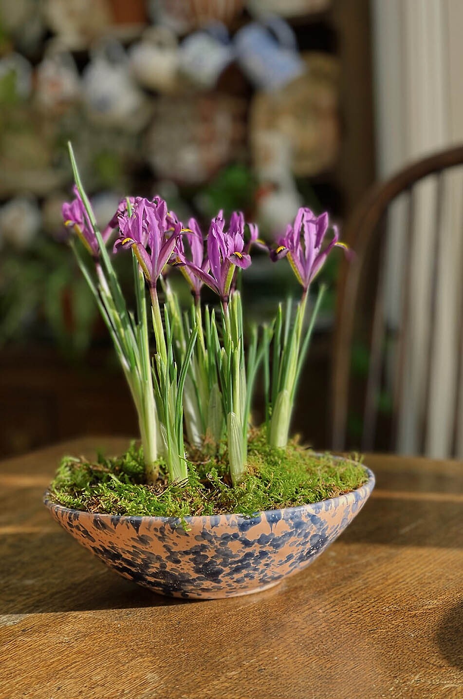 SHARLAND ENGLAND Splatter speckled clay round soup plate Home MULTI COLOURED 4
