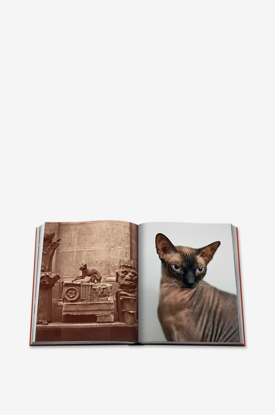 ASSOULINE Chic Cats illustrated book Home MULTI COLOURED 3