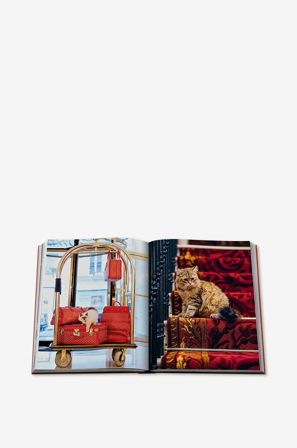 ASSOULINE Chic Cats illustrated book Home MULTI COLOURED 5